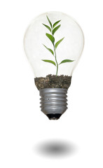 Incandescent light bulb with a plant as the filament