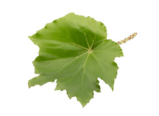 leaf