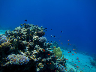wunderschoene korallen