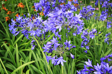 Beautiful blue Alium, garden flowers