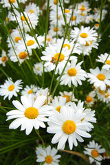 Fototapeta premium Beautiful marguerite flowers