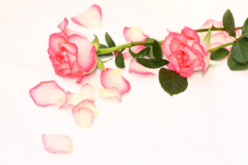 Beautiful, pink roses
