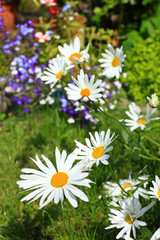Obraz premium Beautiful marguerite flowers