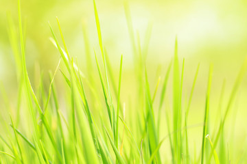 Fototapeta na wymiar Beautiful Spring grass background