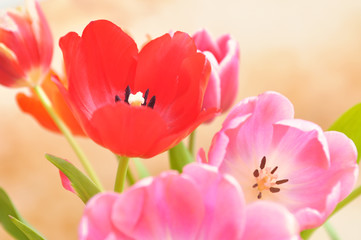 Obraz premium Tulips