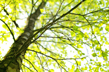 Springtime birch tree branch
