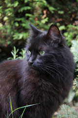 chat