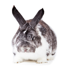 Adorable rabbit isolated on a white background.