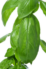 basil, Ocimum basilicum