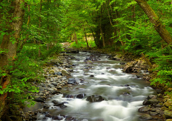 Mountain River in the wood