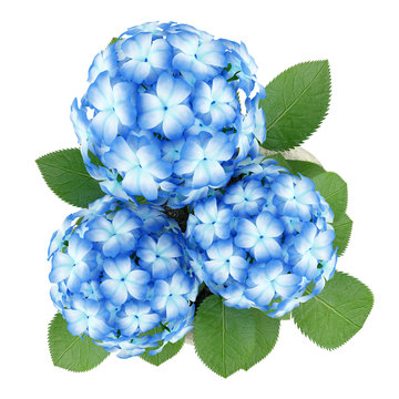 Fototapeta top view of blue flower in stone pot isolated on white