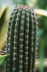 cactus (Stenocereus Stellatus)
