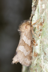 Gold Swift (Phymatopus hecta) on tree, macro photo