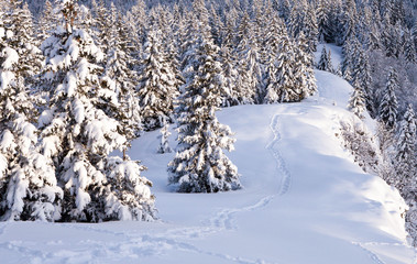 Arbres enneigés en montagne