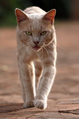 Afrikanische Katze schreitet