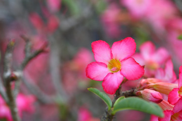 pink Pagoda tree flowers