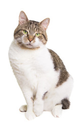 domestic cat with green eyes sitting on isolated white
