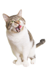 licking cat with green eyes on isolated white