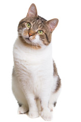 domestic cat with green eyes sitting on isolated white