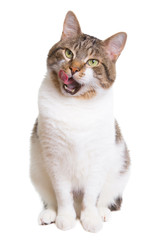 licking cat with green eyes on isolated white - 49224491