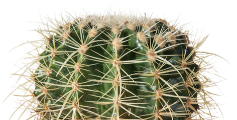 Cactus isolated on white