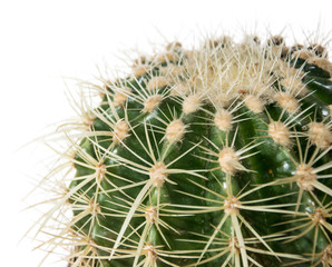 Cactus (macro shot) isolated on white