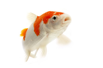 white and red Koi Fish