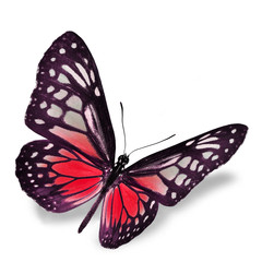 Red Butterfly
