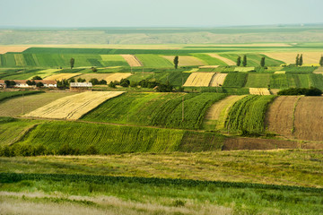 Cultivated green fields at summer
