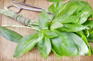 fresh basil