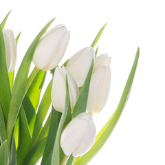 Obraz na płótnie Canvas Bouquet of white tulips over white