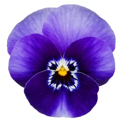 Foto op Plexiglas Viooltjes Blauw viooltje geïsoleerd op wit met uitknippad