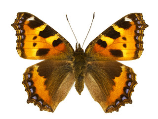 Aglais urticae