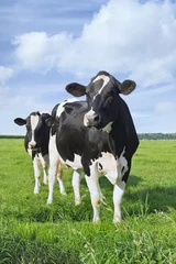 Fototapeten Holstein-Friesian Rinder auf einer grünen holländischen Wiese © tonyv3112