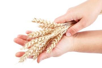 Ears of wheat in female hands isolated on the white background.