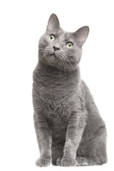 russian blue cat with green eyes sitting on isolated white