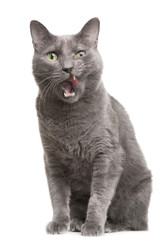 licking russian blue cat on isolated white