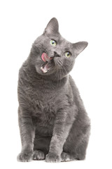 licking russian blue cat on isolated white