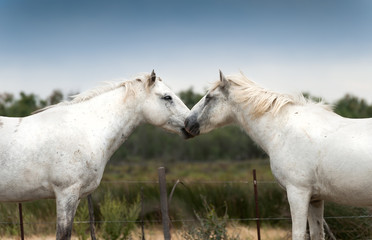 Obraz na płótnie Canvas Dwa kochają białe konie Camargue