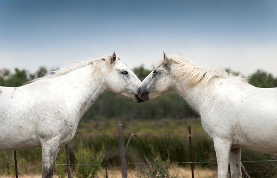 Two love each other white Camargue horses