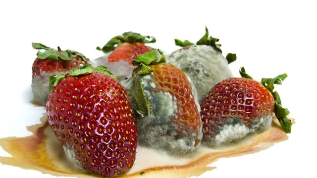 moldy Strawberries Timelapse