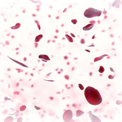 valentine  background with falling red rose petals