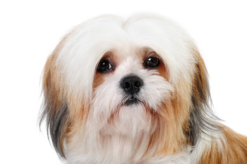 Shih tzu dog and a cat in studio