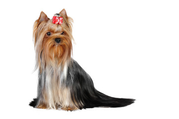 Yorkshire terrier  dog in studio