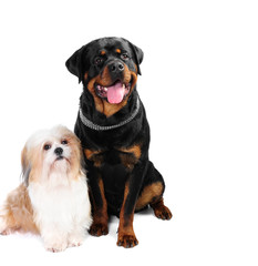 Obraz premium Rottweiller dog and a shih tzu in studio