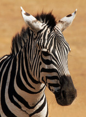 Fototapeta premium Portrait of a Plains Zebra (Equus Quagga), Ngorongoro, Tanzania