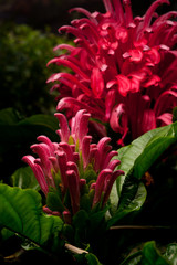 Fototapeta premium Brazilian Blume