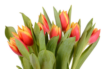 tulpen