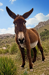 Esel steht in karger Felslandschaft