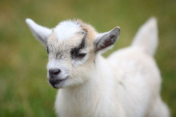 Obraz premium Cute baby goat cub on lawn